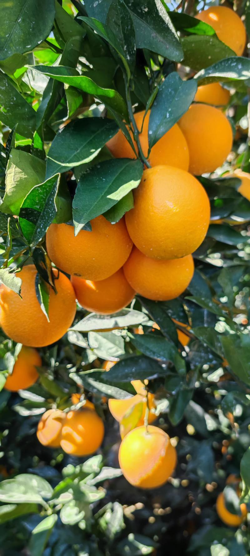 江西精品赣南脐橙一件代发皮薄水分足口感甜价格优惠欢迎下单