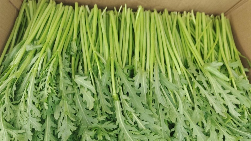 精品茼蒿江苏淮安产地直发价优可视频看货一手货源