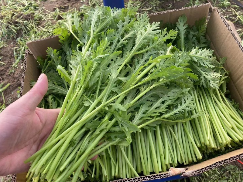 精品茼蒿江苏淮安产地直发价优可视频看货一手货源