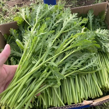 精品茼蒿江苏淮安产地直发价优可视频看货一手货源