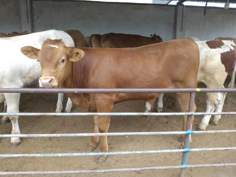 【推荐】泰安新泰市黄牛养殖基地一手货源价格稳定全国发