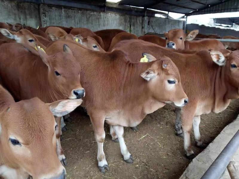 【推荐】泰安新泰市黄牛养殖基地一手货源价格稳定全国发