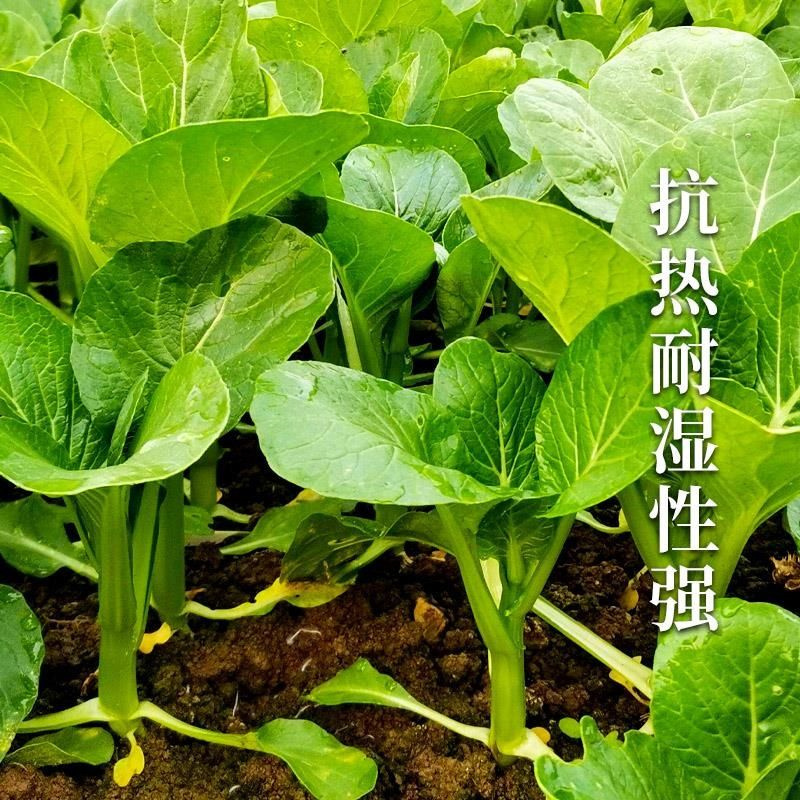 四九甜菜心种子广东菜苔甜菜心种子绿油亮发芽高