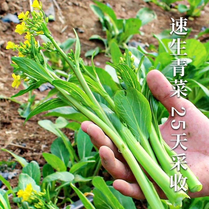 四九甜菜心种子广东菜苔甜菜心种子绿油亮发芽高