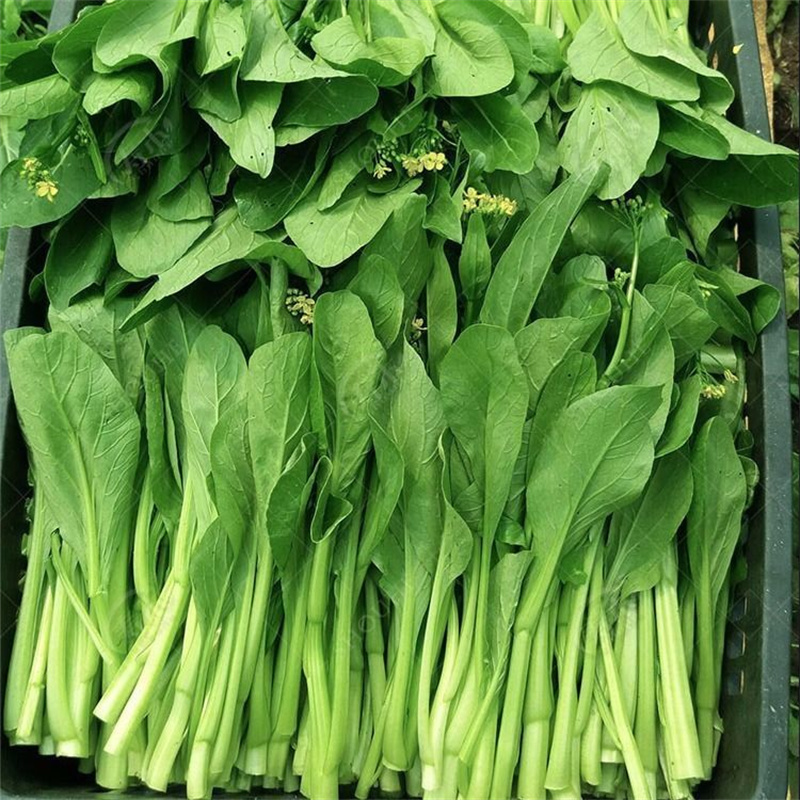 四九甜菜心种子广东菜苔甜菜心种子绿油亮发芽高