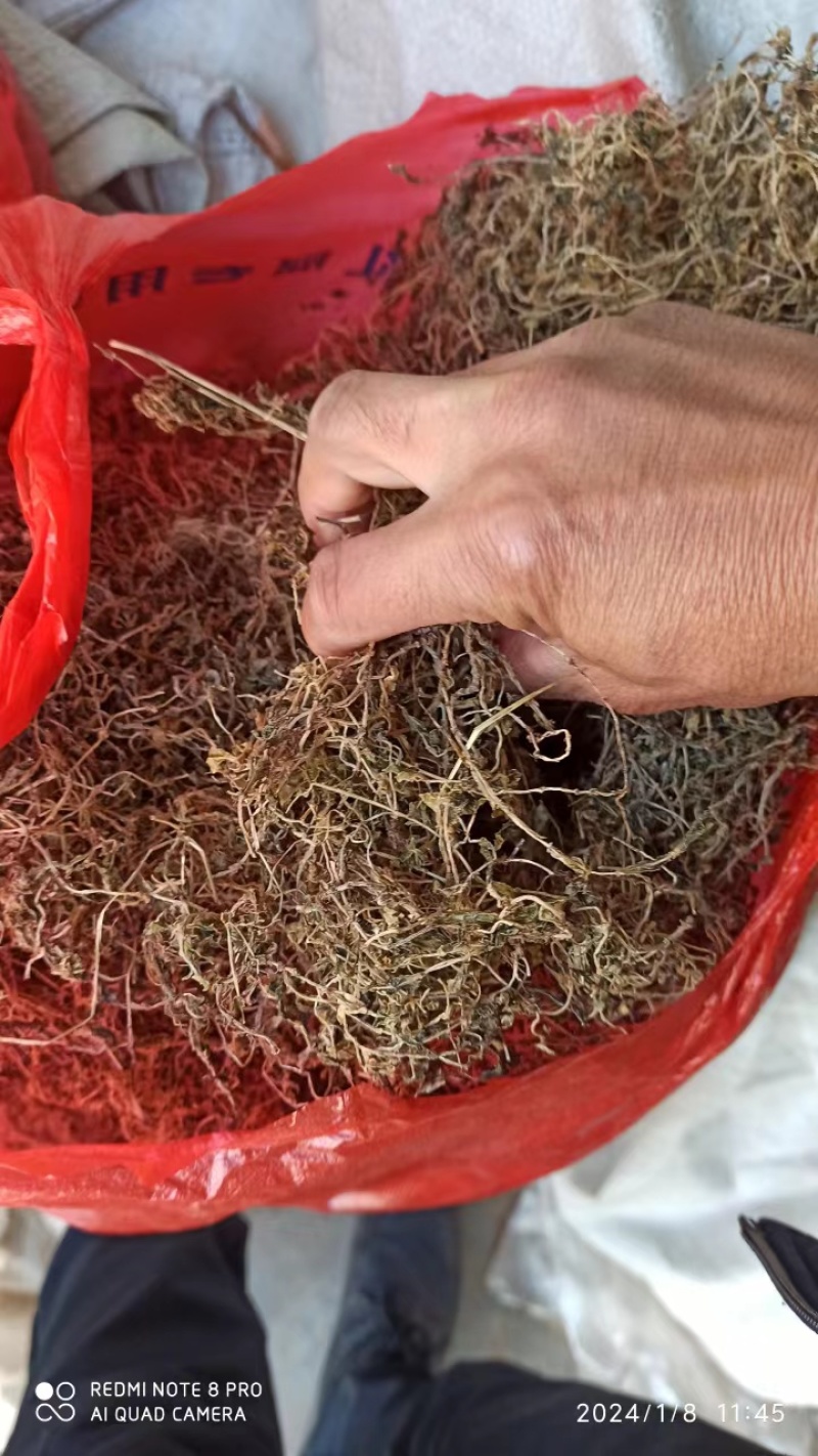 【量大优惠】垂盆草，产地直发，货量充足，品质保障