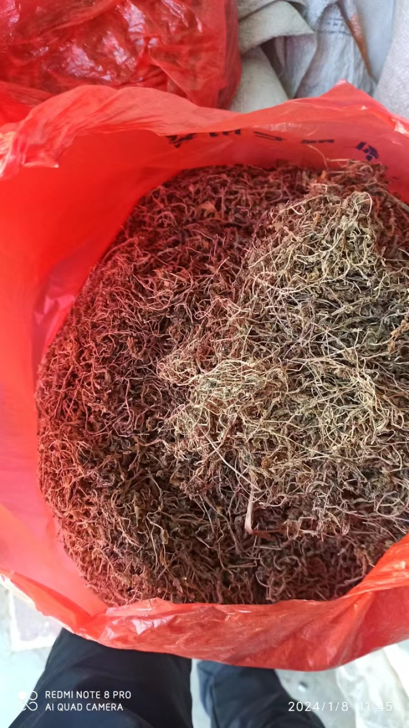 【量大优惠】垂盆草，产地直发，货量充足，品质保障