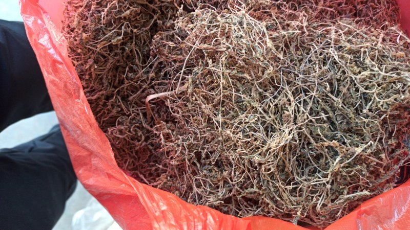 【量大优惠】垂盆草，产地直发，货量充足，品质保障