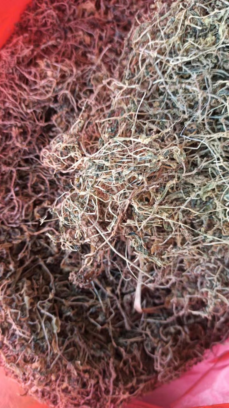 【量大优惠】垂盆草，产地直发，货量充足，品质保障