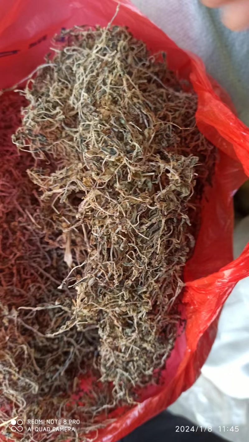 【量大优惠】垂盆草，产地直发，货量充足，品质保障