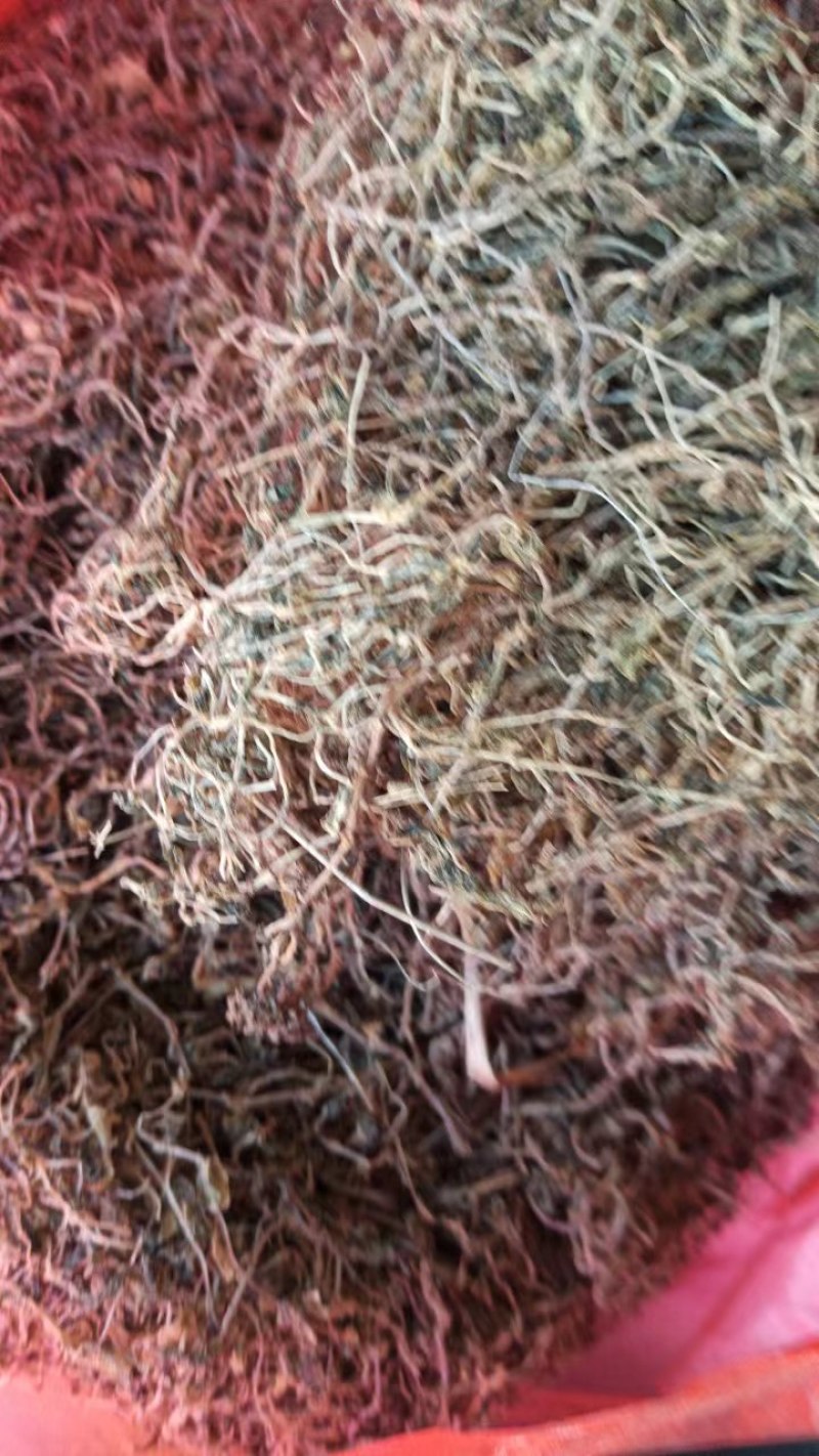 【量大优惠】垂盆草，产地直发，货量充足，品质保障