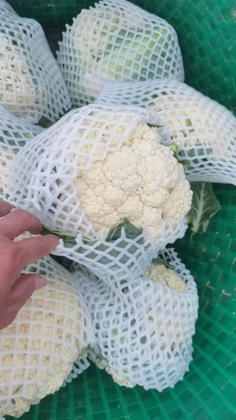 松花菜菜花产地直发可供商超市场批发可远程看货