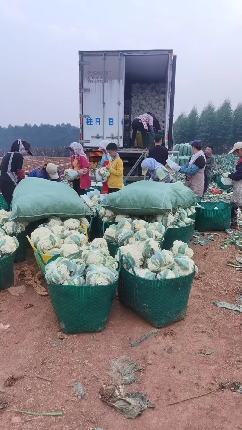 松花菜菜花产地直发可供商超市场批发可远程看货