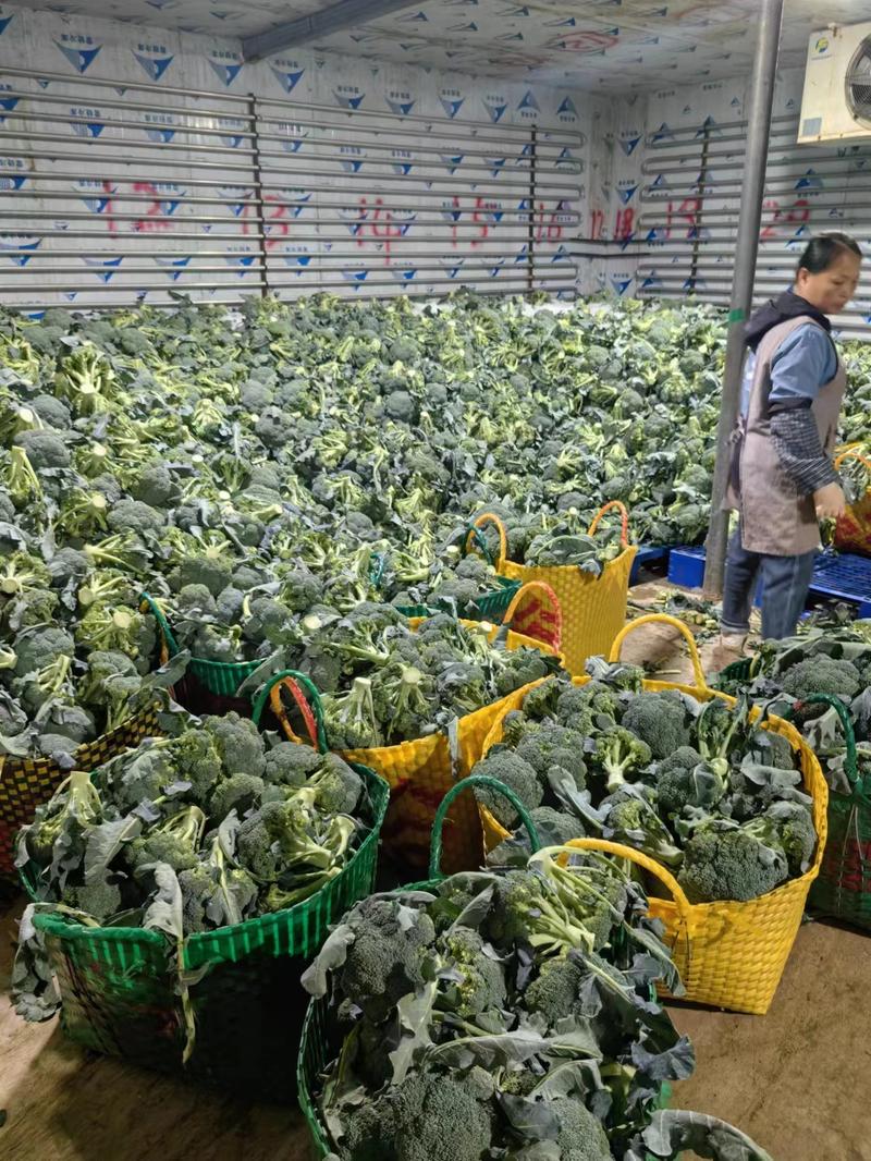 广西西兰花耐寒优秀西兰花产地直发可供商超市场批发