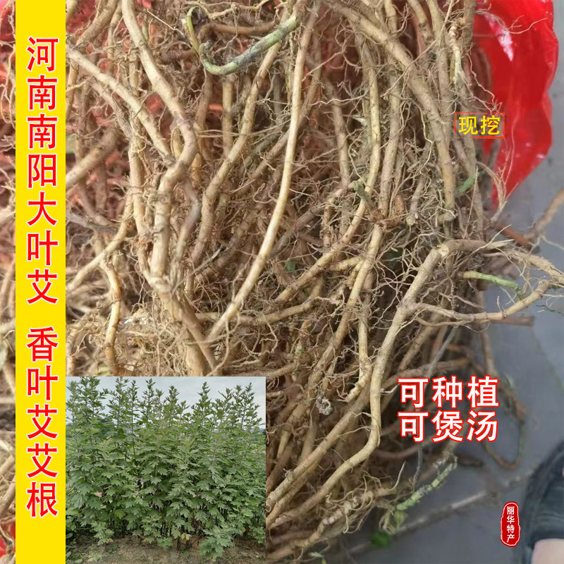 艾根种植艾草根老根优质艾苗南阳艾草现挖全棵艾草挂门