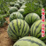 早佳8424西瓜种子无籽不易裂瓜薄皮花皮瓜基地品种
