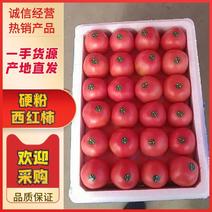 西红柿硬粉西红柿河北西红柿发往全国价格便宜质量保证