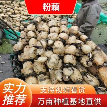 【热卖】优质供货电商，粉藕，湖北荆州，货源充足，价格优惠
