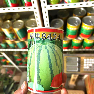 早佳8424西瓜种子无籽不易裂瓜薄皮花皮瓜基地品种
