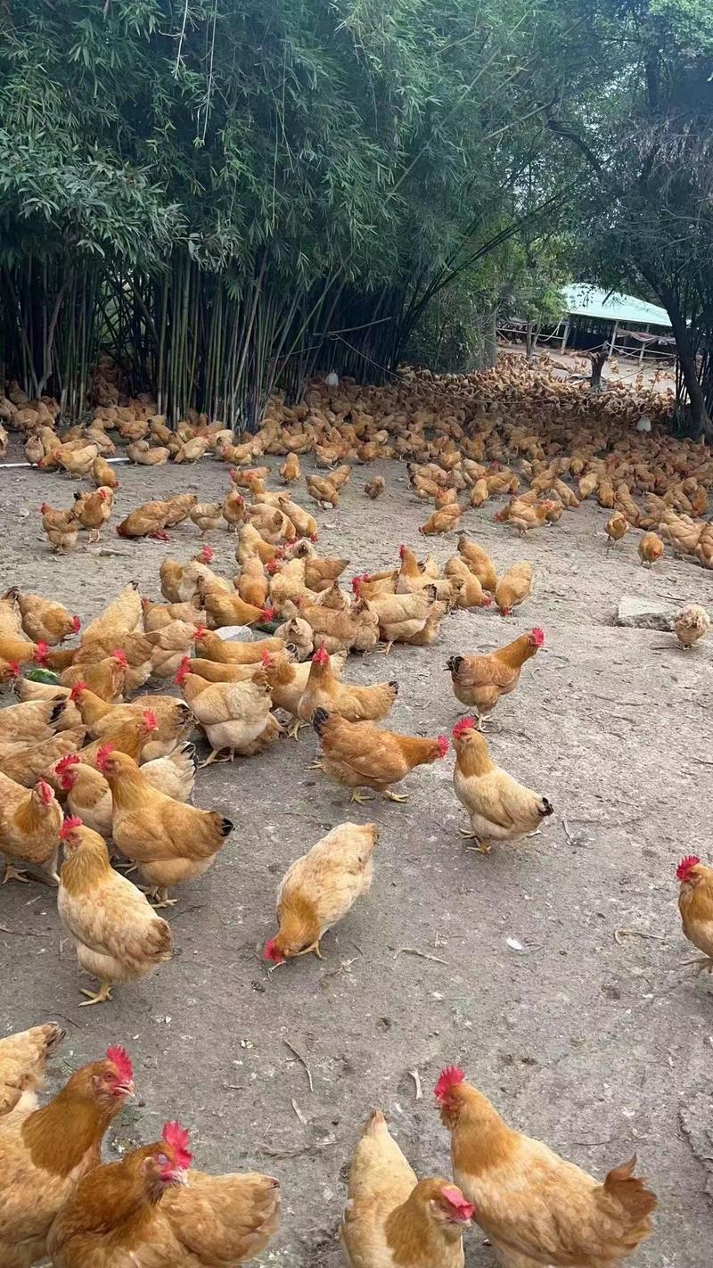广东精品鸡产地直供一手货源品质保证欢迎来电采购规格齐全