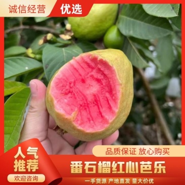 【番石榴】红心芭乐白心芭乐番石榴质量保证一件代发产地直发