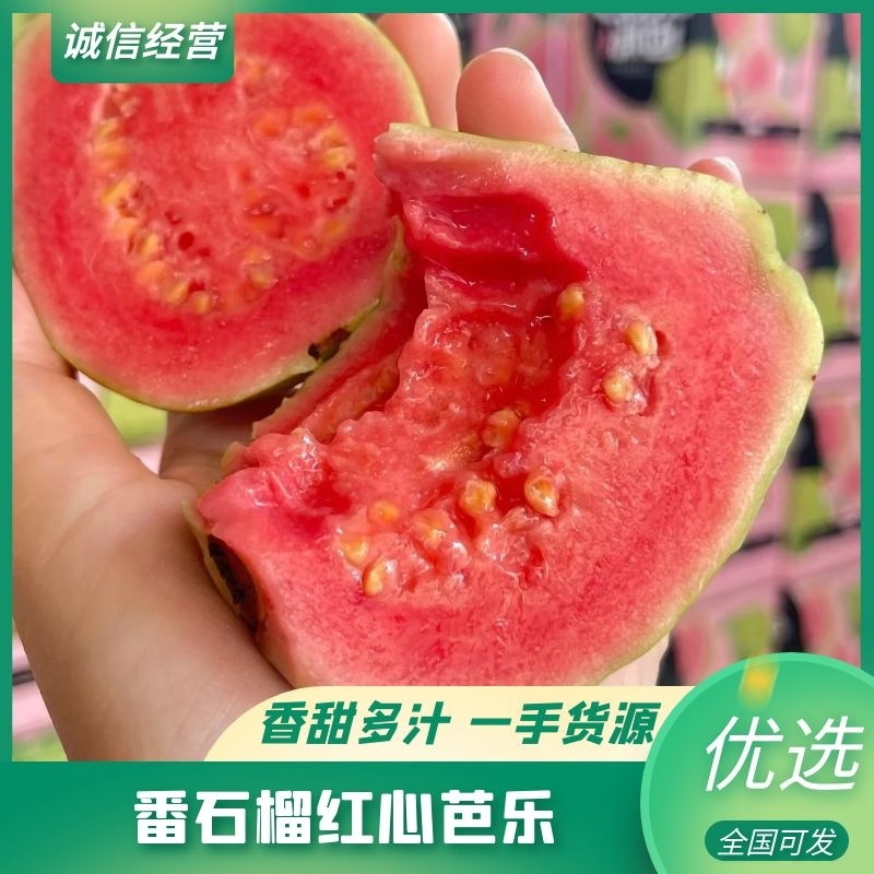 红心芭乐白心芭乐番石榴一件代发基地直供量大从优