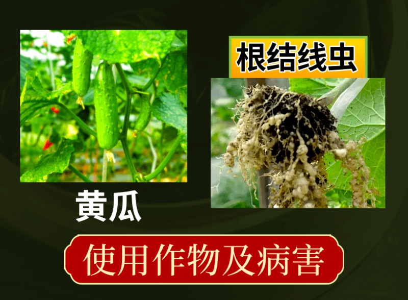 5%阿维噻唑膦根结线虫颗粒剂黄瓜番茄根结线虫根瘤病农药