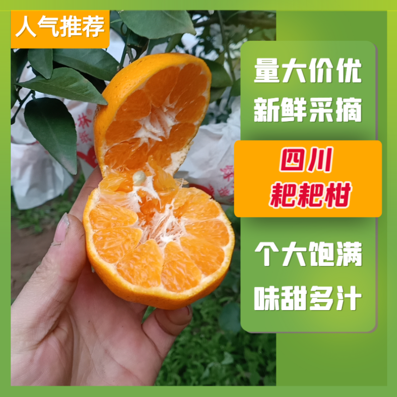 【年货不断】春见耙耙柑四川产地一手货源，含快递费。