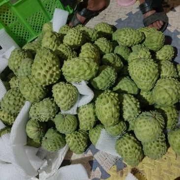 云南凤梨牛奶释迦基地直采各个型号足量装货