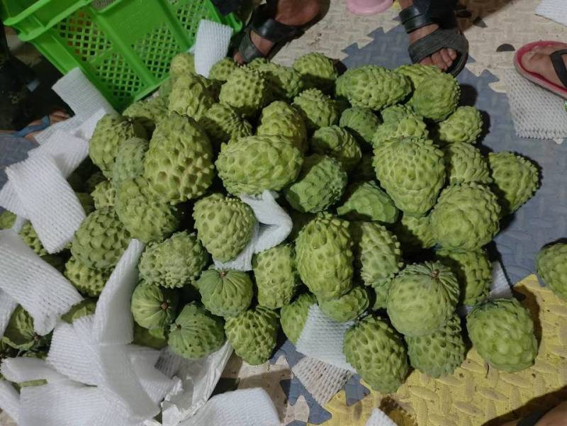 云南凤梨牛奶释迦基地直采各个型号足量装货