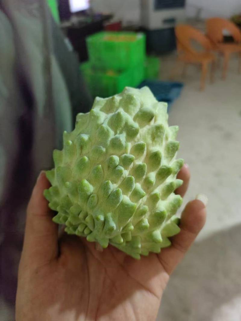 云南凤梨牛奶释迦基地直采各个型号足量装货