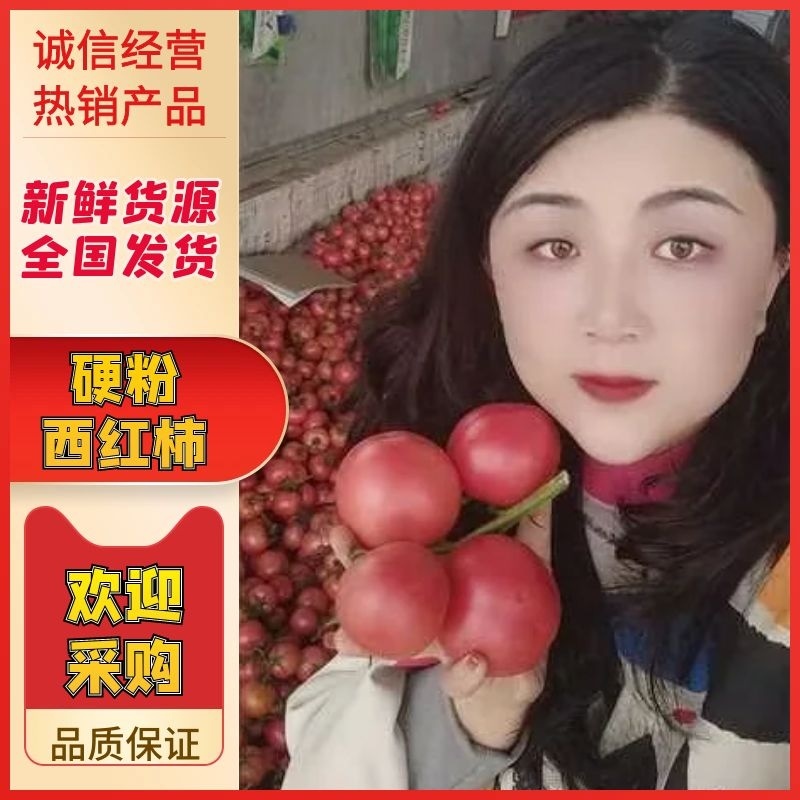 {优选}费县硬粉西红柿，暖棚硬粉果型好，硬度高耐运输，产
