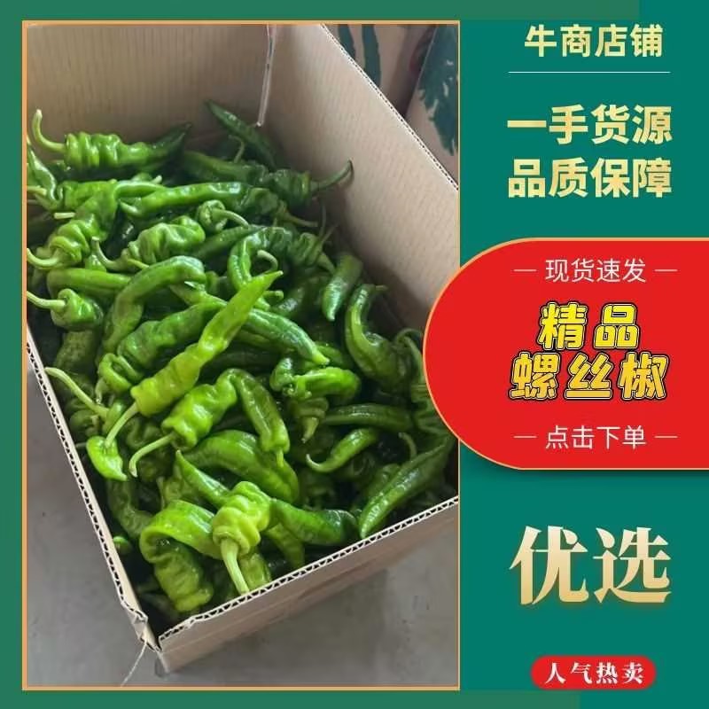 海南临高精品螺丝椒，产地直稍质量保证价格便宜欢迎咨