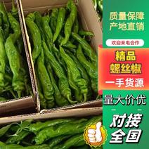 精选海南鲜辣椒螺丝椒大量现货产地直发供应全国市场
