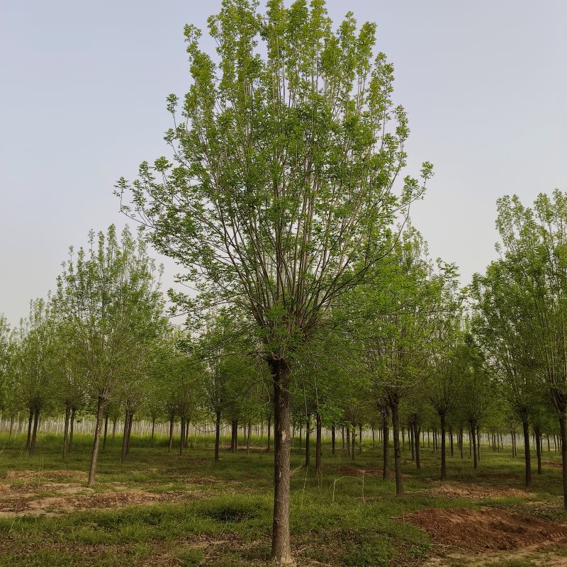 15公分白蜡，15公分白蜡树