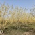 15公分白蜡，15公分白蜡树