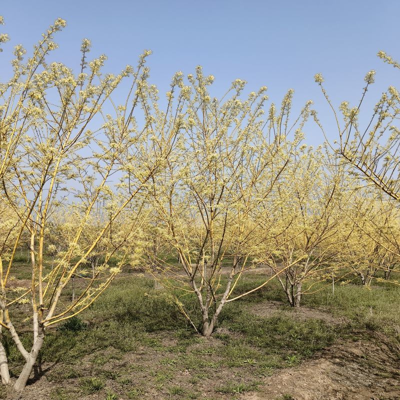 15公分白蜡，15公分白蜡树