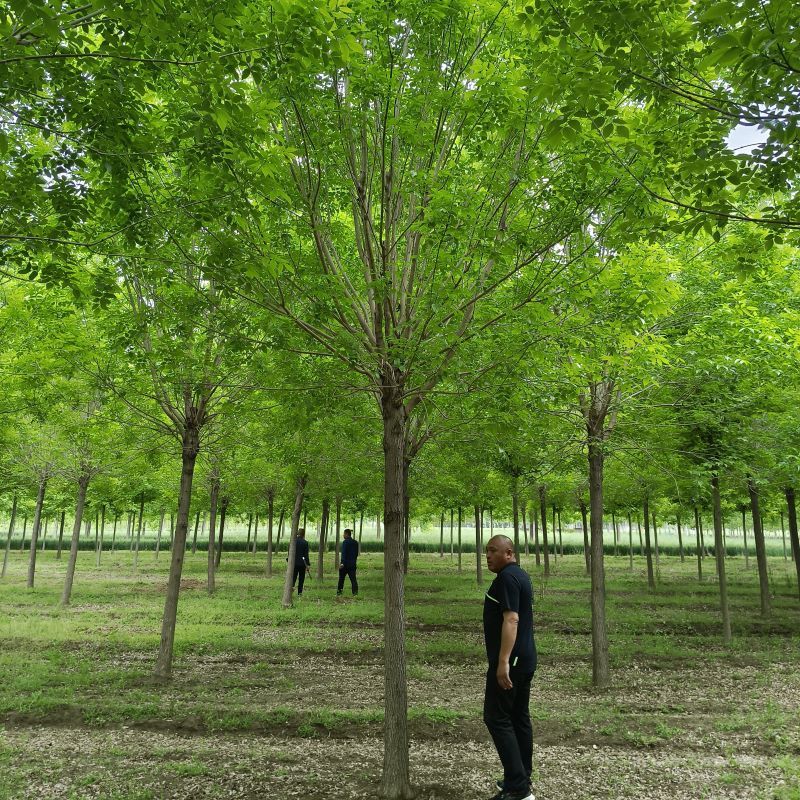 16公分白蜡，白蜡树价格
