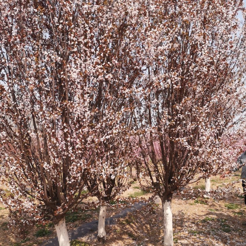 16公分白蜡，白蜡树价格