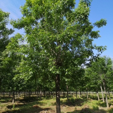 22公分白蜡树