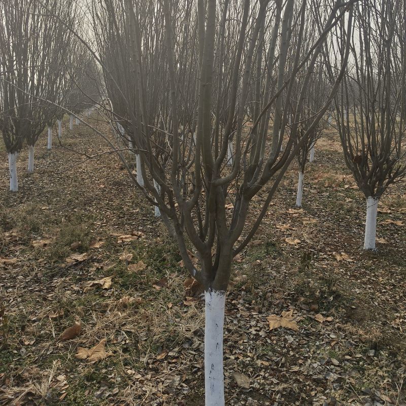 22公分白蜡树