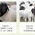 新疆巴音布鲁克黑头羊羊肉白条羊品质保证价格优惠来电订货