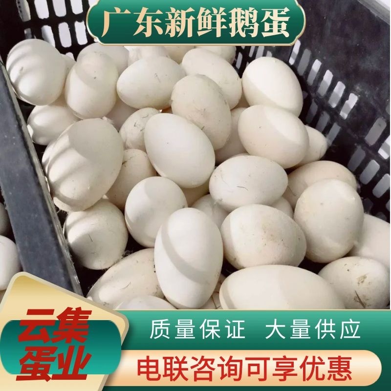 大鹅蛋土鹅蛋新鲜鹅蛋产地直发诚信经营欢迎档口老板合作