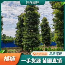 伟森园林基地直供17公分熟货金丝楠木行道绿化树