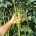 豇豆种子龙泉特长94翠绿色荚肉厚顺直80厘米长产量高抗病
