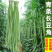 豇豆种子龙泉特长94翠绿色荚肉厚顺直80厘米长产量高抗病