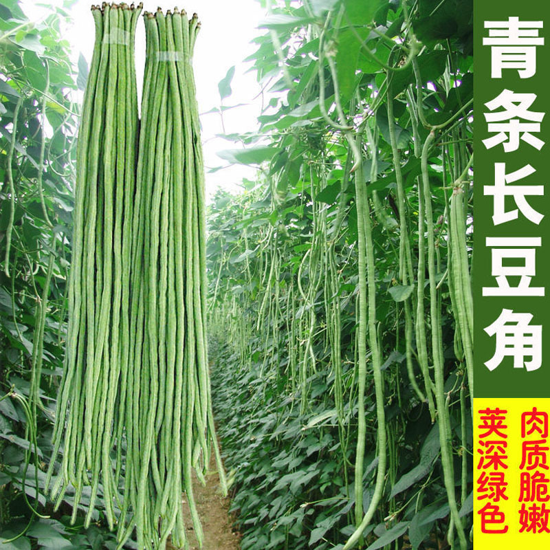豇豆种子龙泉特长94翠绿色荚肉厚顺直80厘米长产量高抗病