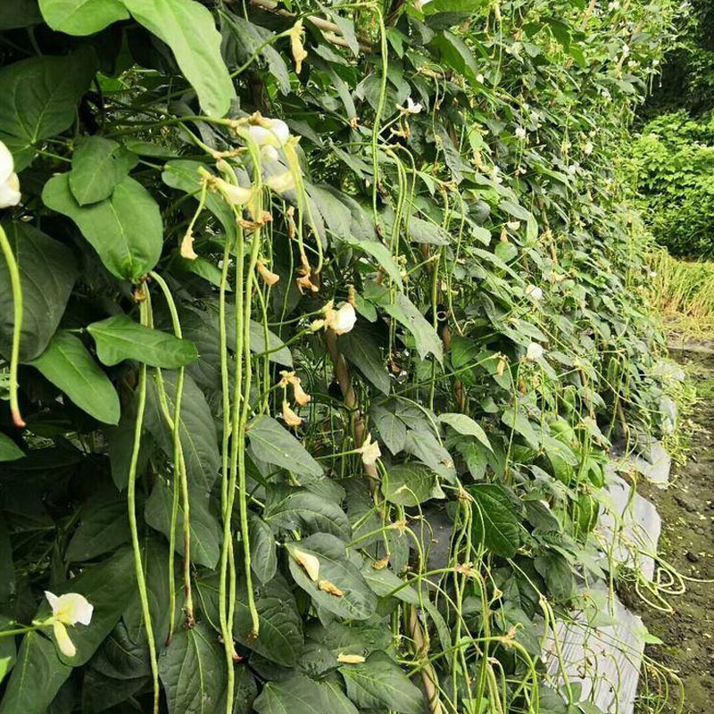 豇豆种子龙泉特长94翠绿色荚肉厚顺直80厘米长产量高抗病