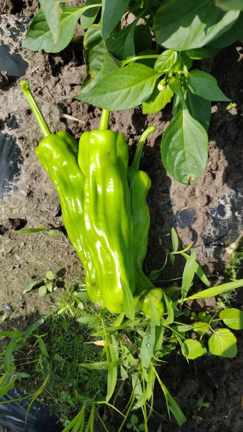 泡椒海南鲜辣椒规格齐全一手货源大量供应欢迎电联咨询