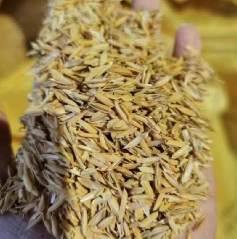 【厂家发货】长稻壳稻壳粉圆稻壳压缩稻壳草苫子承包各种